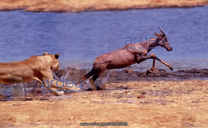 : Lion chasing Tsessebe (Damaliscus lunatus lunatus) : Lion chasing Tsessebe (Damaliscus lunatus lunatus)