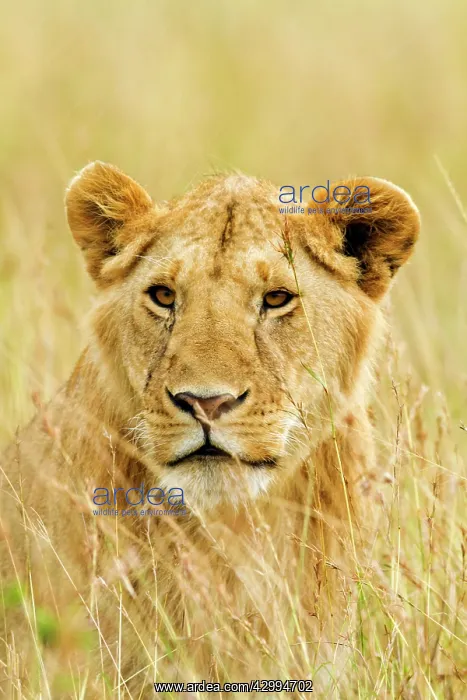 : Lion - close up : Lion - close up