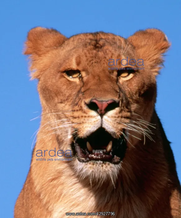: Lion - Close up head : Lion - Close up head