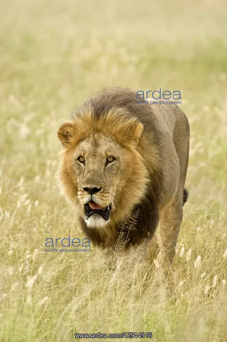 : Lion - close up of lion pursuing rival through territory : Lion - close up of lion pursuing rival through territory