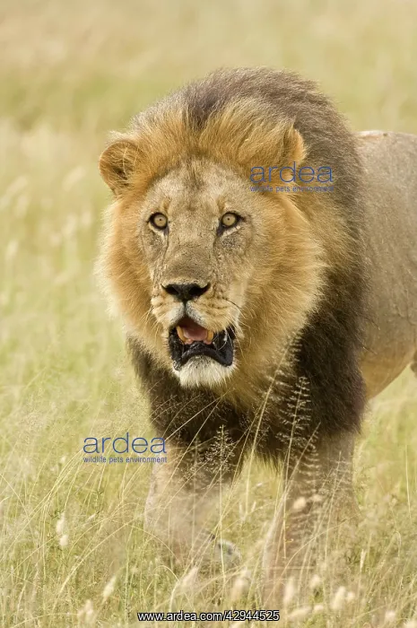 : Lion - close up of lion pursuing rival through territory : Lion - close up of lion pursuing rival through territory