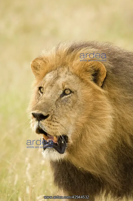 : Lion - close up of lion pursuing rival through territory : Lion - close up of lion pursuing rival through territory