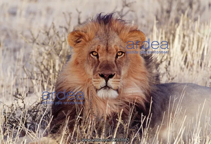 : LION - close-up of head, facing camera : LION - close-up of head, facing camera