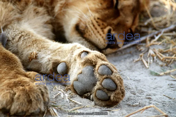 : LION - close-up of paw pads : LION - close-up of paw pads