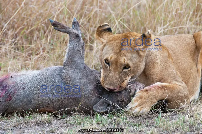 : Lion - close up with warthog prey : Lion - close up with warthog prey