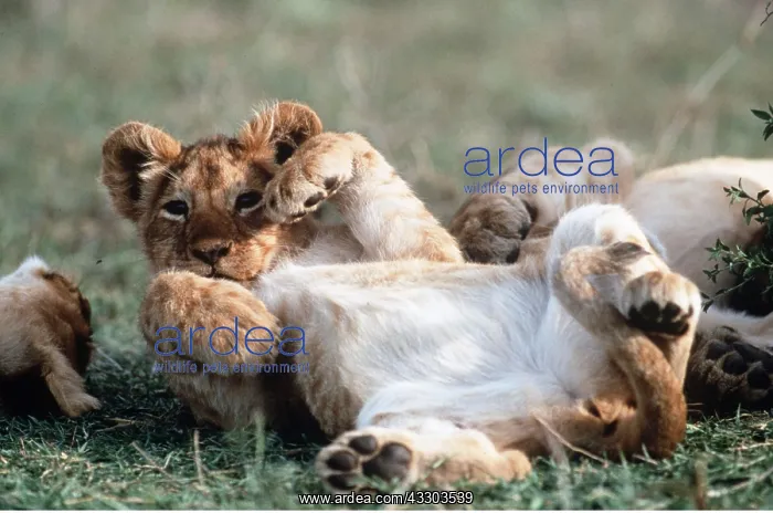 : LION CUB - 2 month old cub lying on back : LION CUB - 2 month old cub lying on back