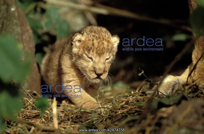 : Lion Cub (Panthera leo). Maasai Mara - Kenya - Africa : Lion Cub (Panthera leo). Maasai Mara - Kenya - Africa