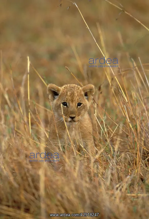 : LION - cub : LION - cub