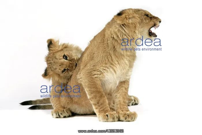 : Lion cub (approx 16 weeks old) biting another cub : Lion cub (approx 16 weeks old) biting another cub