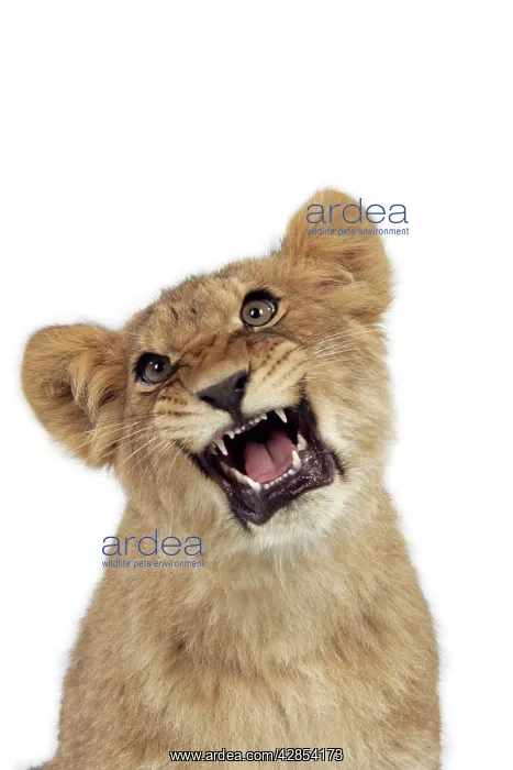 : Lion cub (approx 16 weeks old) growling : Lion cub (approx 16 weeks old) growling