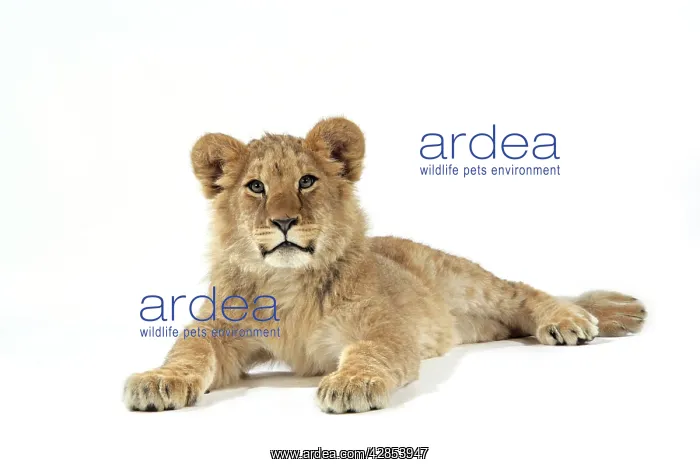 : Lion cub (approx 16 weeks old) lying : Lion cub (approx 16 weeks old) lying