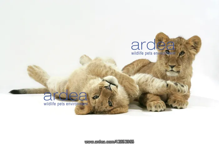 : Lion cub (approx 16 weeks old) lying together : Lion cub (approx 16 weeks old) lying together