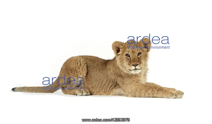 : Lion cub (approx 16 weeks old) lying : Lion cub (approx 16 weeks old) lying