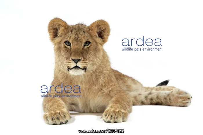 : Lion cub (approx 16 weeks old) lying down : Lion cub (approx 16 weeks old) lying down