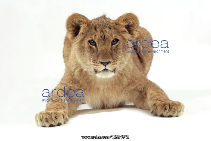 : Lion cub (approx 16 weeks old) lying down : Lion cub (approx 16 weeks old) lying down
