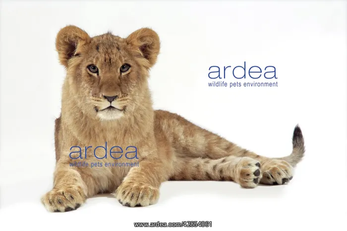 : Lion cub (approx 16 weeks old) lying down : Lion cub (approx 16 weeks old) lying down