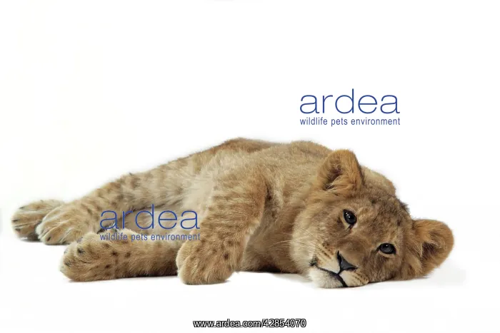 : Lion cub (approx 16 weeks old) lying on side : Lion cub (approx 16 weeks old) lying on side