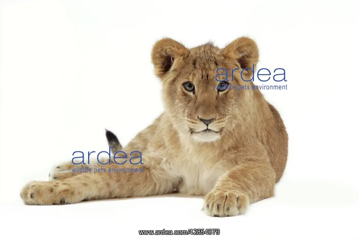 : Lion cub (approx 16 weeks old) lying : Lion cub (approx 16 weeks old) lying