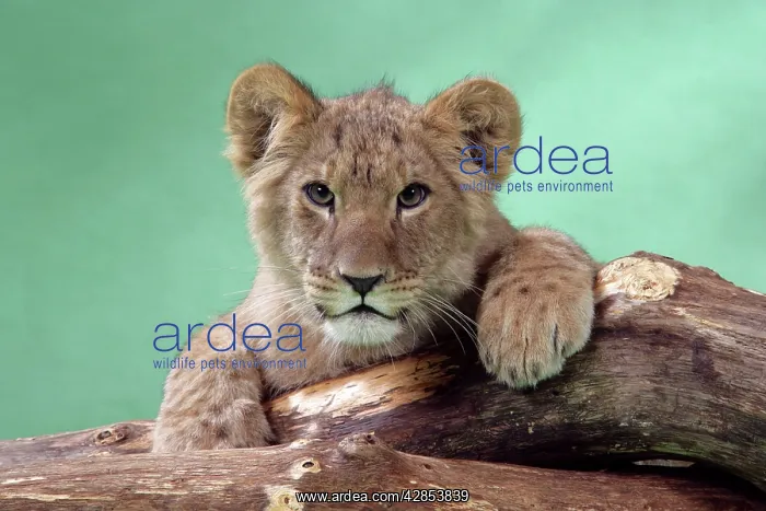 : Lion cub (approx 16 weeks old) lying on log : Lion cub (approx 16 weeks old) lying on log
