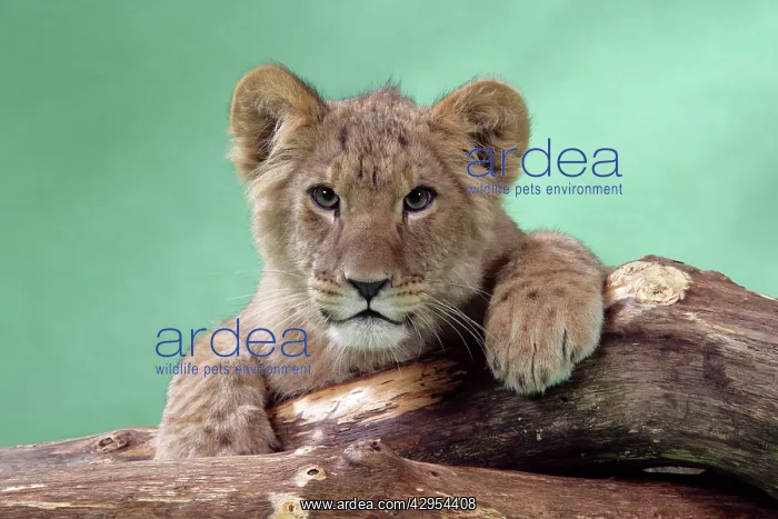  : Lion cub (approx 16 weeks old) lying on log