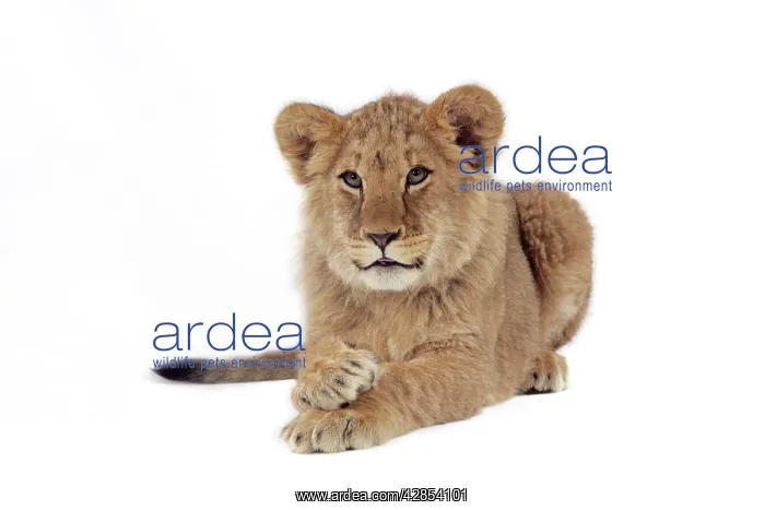 : Lion cub (approx 16 weeks old) lying with paws crossed : Lion cub (approx 16 weeks old) lying with paws crossed