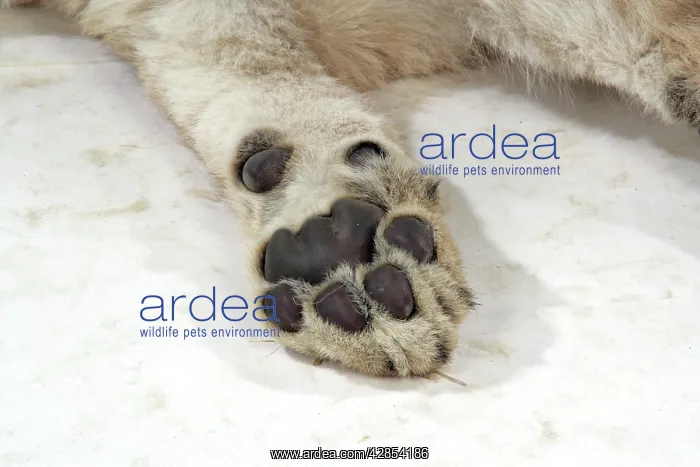 : Lion cub (approx 16 weeks old) paw : Lion cub (approx 16 weeks old) paw