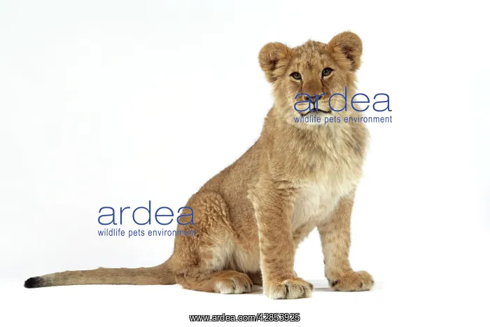 : Lion cub (approx 16 weeks old) sitting : Lion cub (approx 16 weeks old) sitting