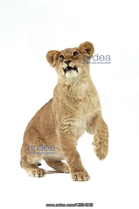 : Lion cub (approx 16 weeks old) sitting : Lion cub (approx 16 weeks old) sitting
