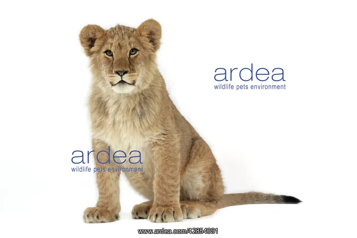 : Lion cub (approx 16 weeks old) sitting : Lion cub (approx 16 weeks old) sitting