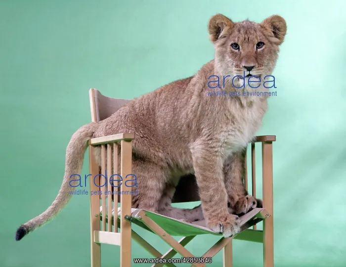 : Lion cub (approx 16 weeks old) sitting on safari chair : Lion cub (approx 16 weeks old) sitting on safari chair