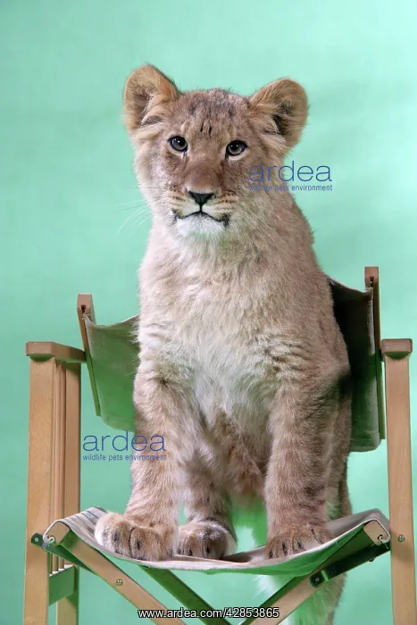 : Lion cub (approx 16 weeks old) sitting on safari chair : Lion cub (approx 16 weeks old) sitting on safari chair