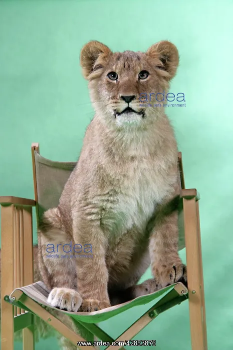 : Lion cub (approx 16 weeks old) sitting on safari chair : Lion cub (approx 16 weeks old) sitting on safari chair