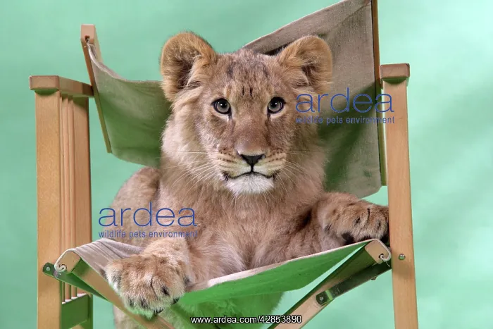  : Lion cub (approx 16 weeks old) sitting on safari chair