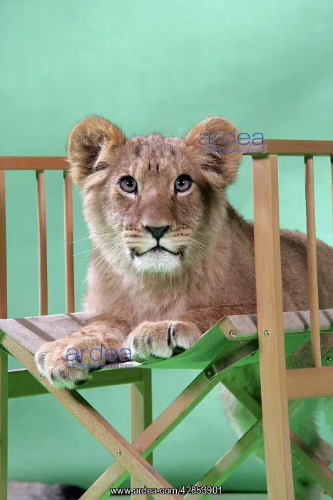 : Lion cub (approx 16 weeks old) sitting on safari chair : Lion cub (approx 16 weeks old) sitting on safari chair
