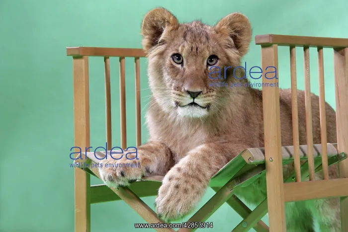 : Lion cub (approx 16 weeks old) sitting on safari chair : Lion cub (approx 16 weeks old) sitting on safari chair