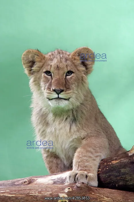 : Lion cub (approx 16 weeks old) standing on log : Lion cub (approx 16 weeks old) standing on log