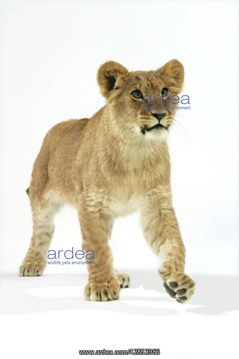 : Lion cub (approx 16 weeks old) walking : Lion cub (approx 16 weeks old) walking
