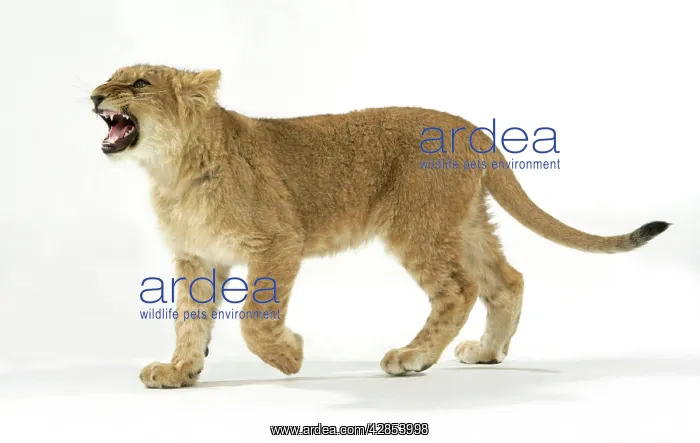 : Lion cub (approx 16 weeks old) walking : Lion cub (approx 16 weeks old) walking