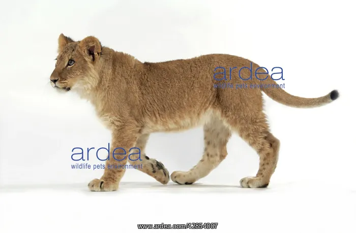 : Lion cub (approx 16 weeks old) walking : Lion cub (approx 16 weeks old) walking
