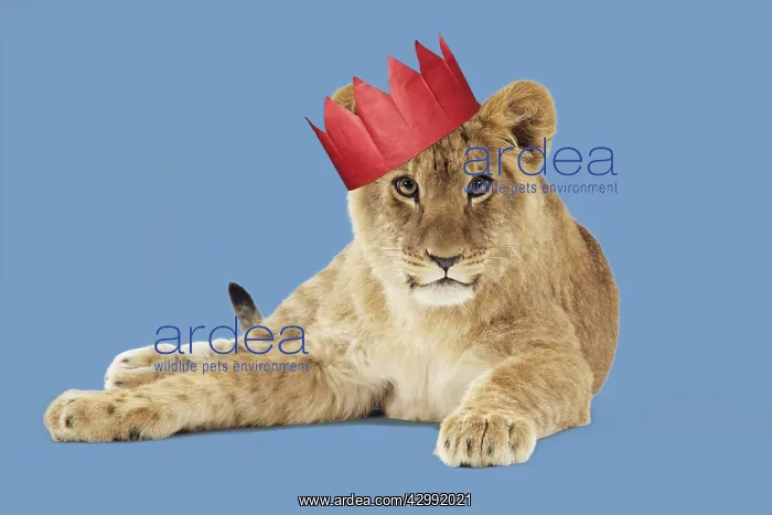 : Lion cub (approx 16 weeks old) wearing Christmas party hat : Lion cub (approx 16 weeks old) wearing Christmas party hat