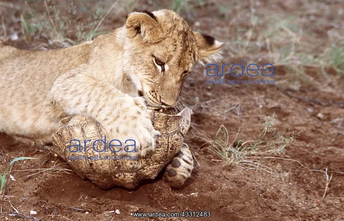 : Lion Cub attacking Tortoise : Lion Cub attacking Tortoise
