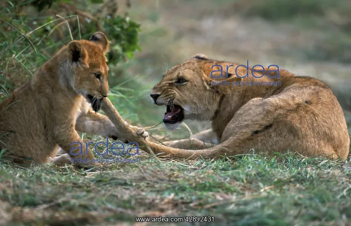 : Lion - cub biting motherIs tail : Lion - cub biting motherIs tail