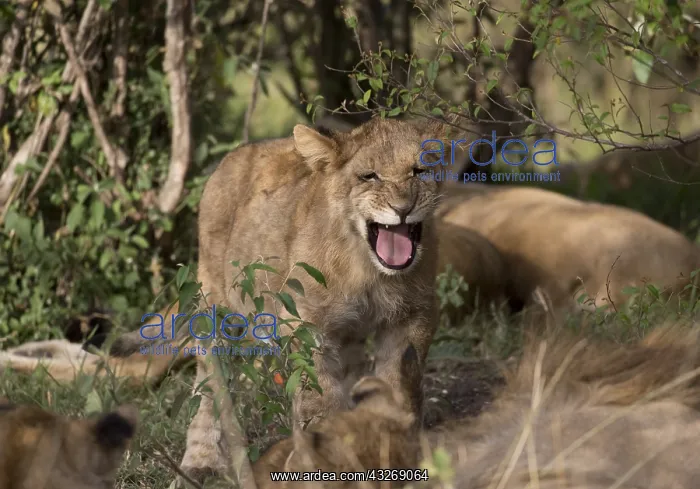 : Lion cub calling, Panthera leo, Masai Mara National : Lion cub calling, Panthera leo, Masai Mara National