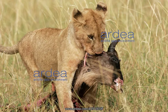 : Lion cub - carrying kill : Lion cub - carrying kill