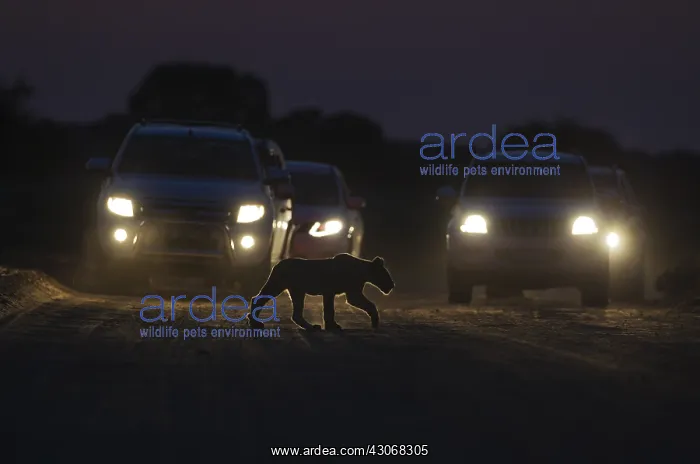 : Lion - a cub crosses a road at dawn - the cars behind : Lion - a cub crosses a road at dawn - the cars behind