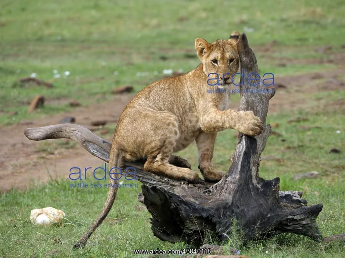 : Lion cub in the Masai Mara, Kenya, Africa Lion : Lion cub in the Masai Mara, Kenya, Africa Lion