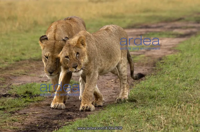 : Lion cub and mother - greeting and showing affection : Lion cub and mother - greeting and showing affection
