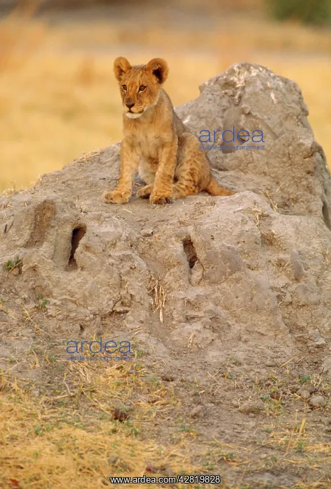 : Lion - cub on mound : Lion - cub on mound