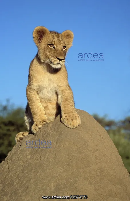  : Lion Cub - on mound