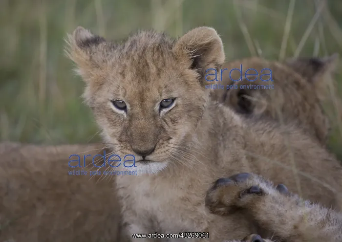 : Lion cub, Panthera leo, Masai Mara National Reserve : Lion cub, Panthera leo, Masai Mara National Reserve